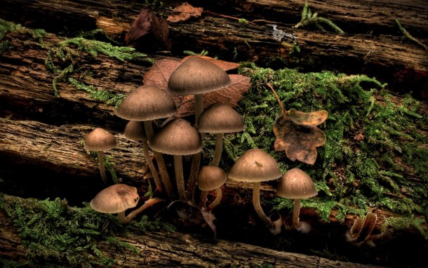 Wild mushrooms growing on a log 