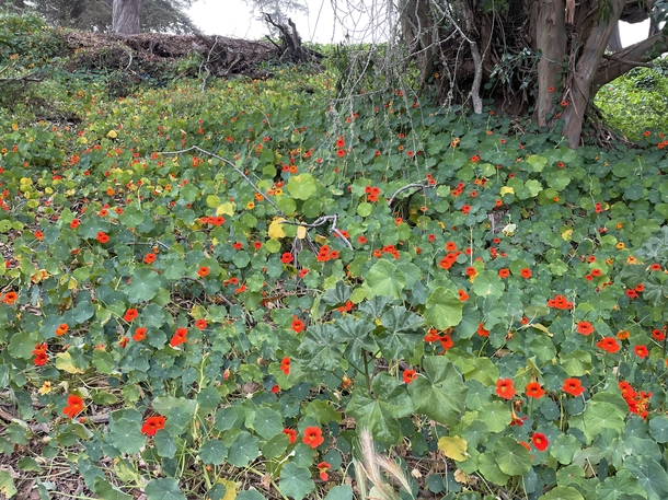 Wild Nasturtium Gambelii in California  may have to make this into a salad