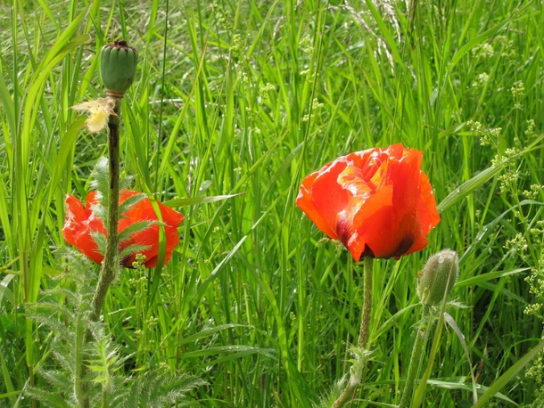 Wild poppy near the Gamla Uppsala historic site Sweden 