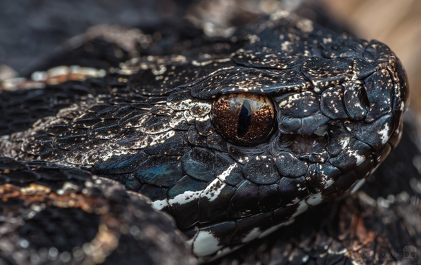 Wild pygmy rattlesnake closeup 