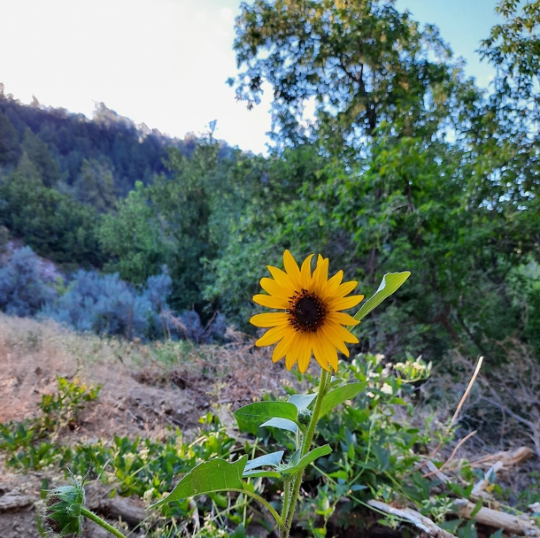 Wild Sunflower Cusick Creek Trail Pocatello ID 