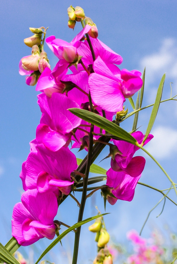 Wild sweet pea in a local meadow one of the last places for wild flowers in my City Bristol UK