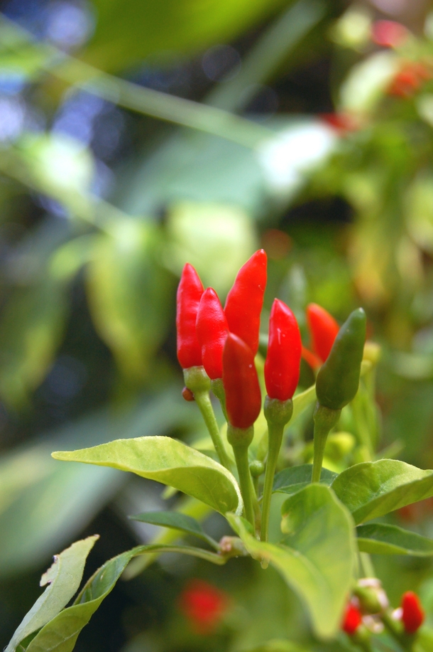 Wild Thai hot peppers tinian peppers in Saipan 