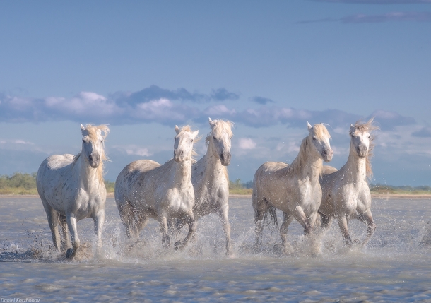 Wild white horses of the Camargue Nature Park France by Danil Korzhonov 