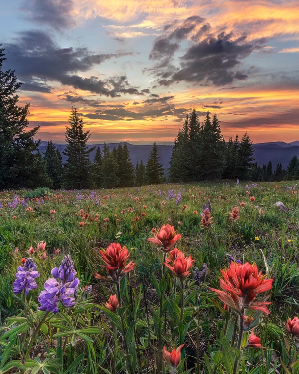 Wildflower Sunset Shrine Ridge Colorado 