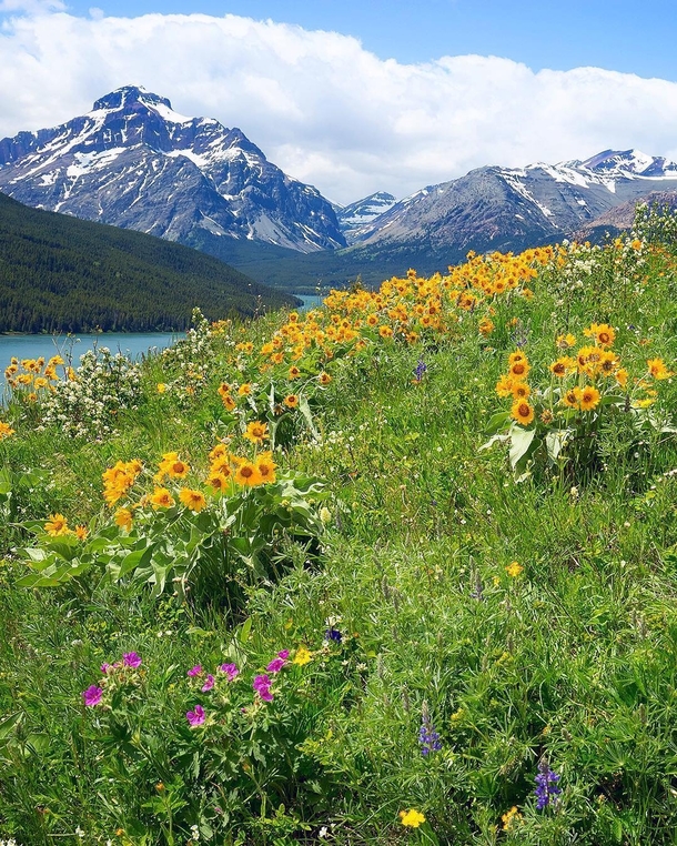 Wildflowers amp Lavender Glacier National Park 