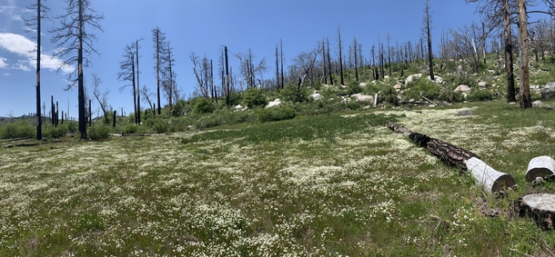 Wildflowers and burnt trees downstream from Lake Eleanor Yosemite National Park CA past Cherry Lake 