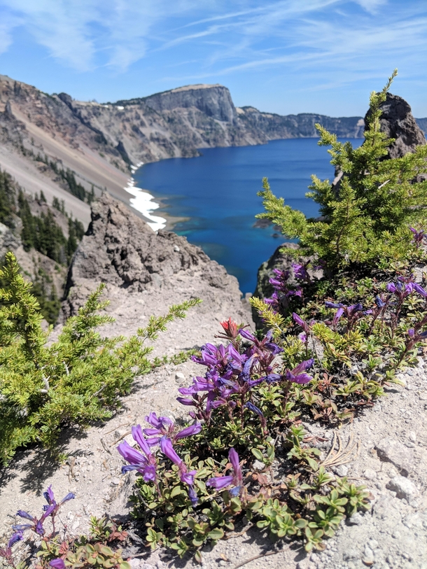 Wildflowers at Crater Lake National Park   x 