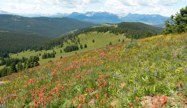 Wildflowers at Shrine Pass CO  Album in comments