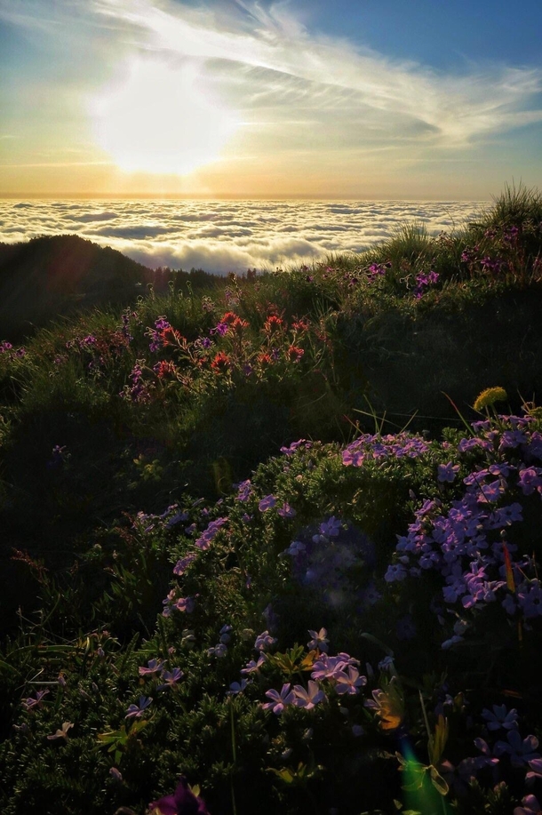Wildflowers atop Marys Peak in the coastal range of Oregon 
