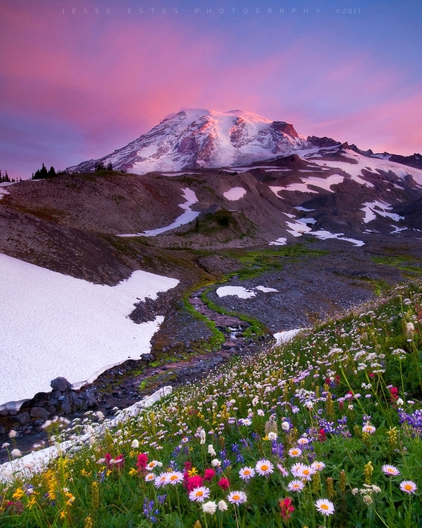 Wildflowers blooming at Washingtons Mount Rainier National Park 
