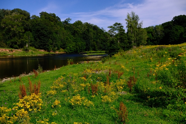 Wildflowers by the River Eden a bloody lovely summers day Wetheral Cumbria England 