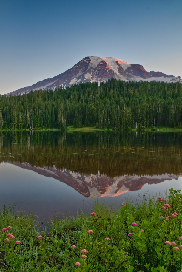 Wildflowers dot the shore of a lake reflecting Mt Rainier at sunrise 