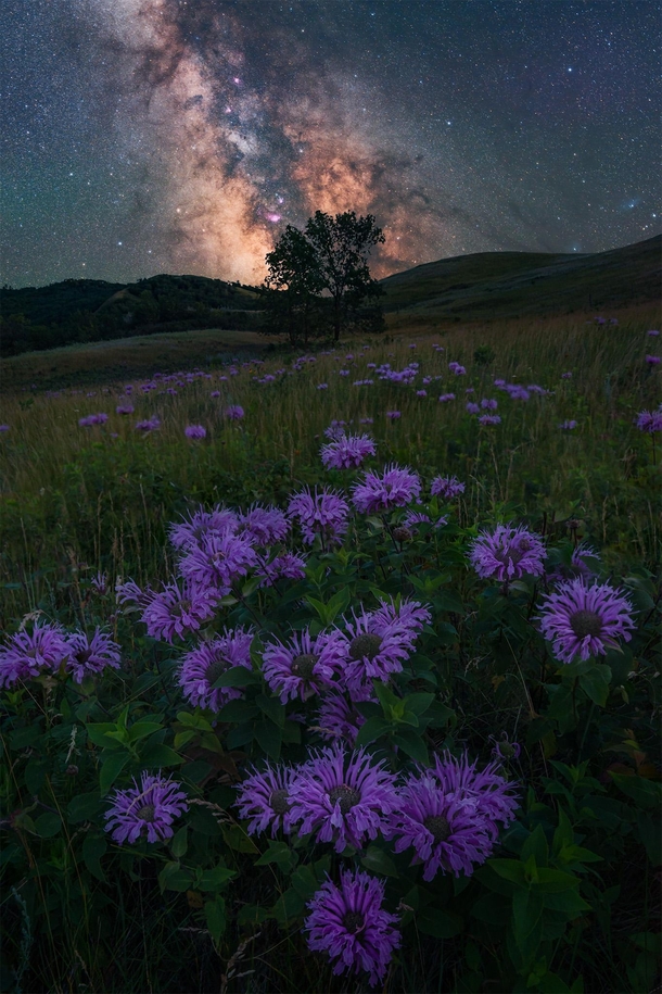 Wildflowers hills trees and milky way Maybe south Saskatchewan isnt as boring as advertised 