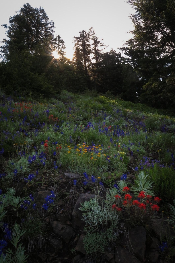 Wildflowers in the morning on iron mountain OR 