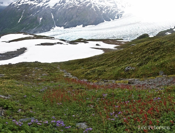 Wildflowers over Exit Glacier - Kenai Fjords National Park Alaska 
