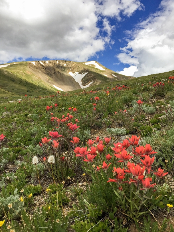 Wildflowers still going strong on the way up to Square Top Mountain CO 