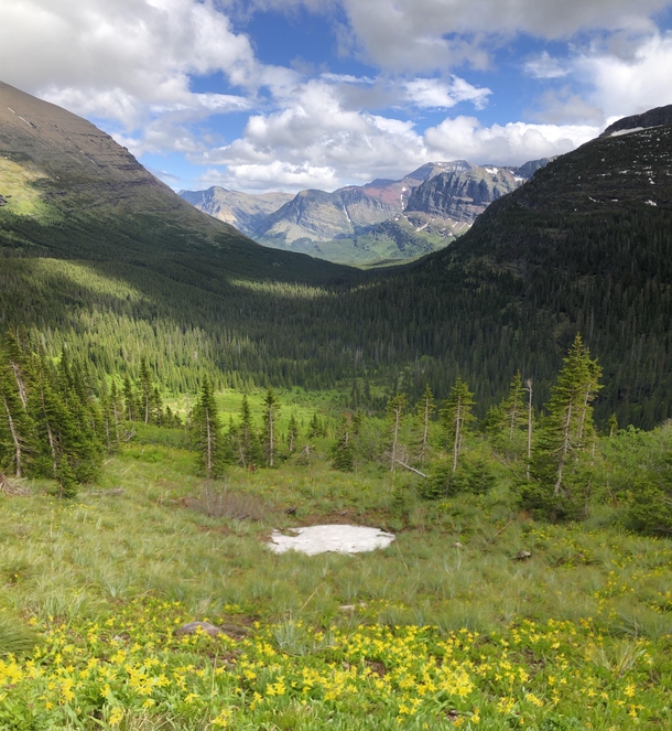 Wildflowers to mountains Glacier National Park  OC