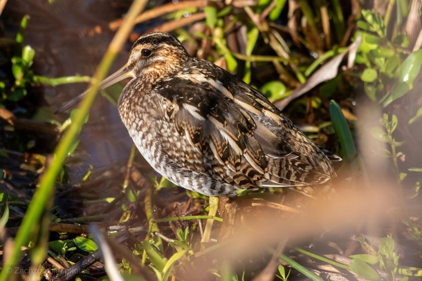 Wilsons snipe hiding in the foliage