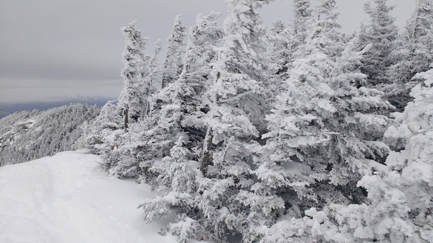 Windblown snow-encrusted trees in the Adirondack Park Upstate NY