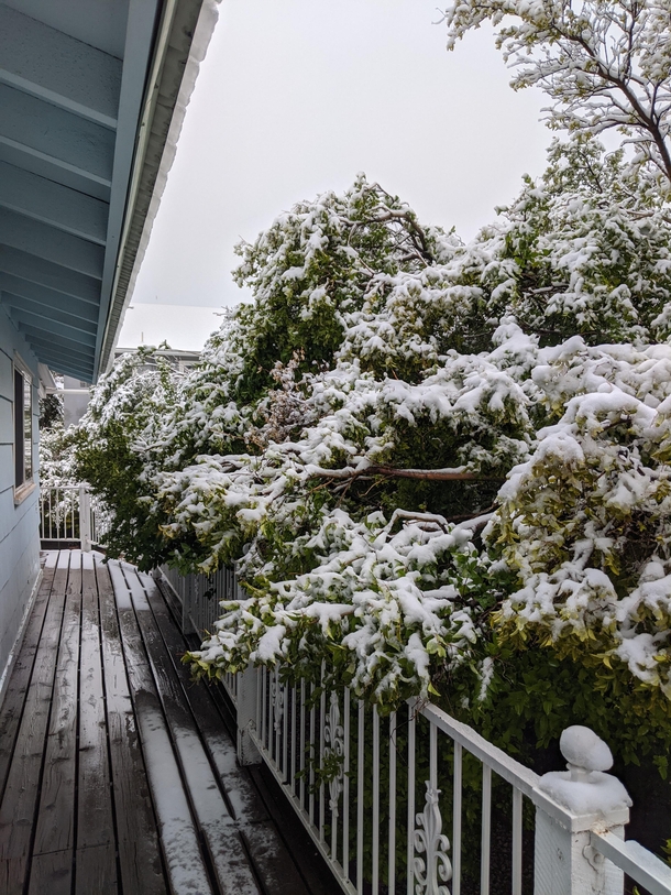 Winter came a little early My porch in Los Alamos New Mexico USA