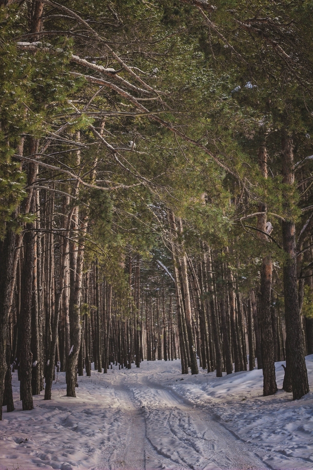 winter forest