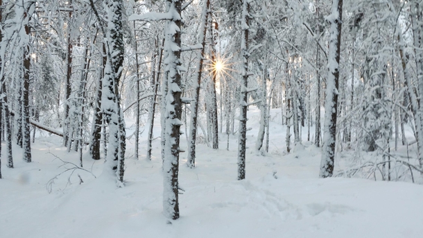 Winter in a Swedish forest 