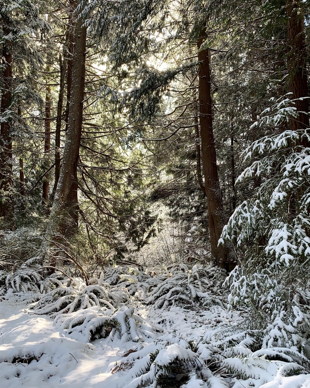 Winter in the Pacific Northwest 