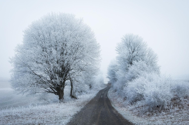 Winter Path Heiko Gerlicher 
