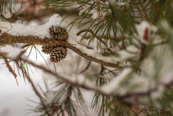 Winter pine cones in Moscow Idaho 