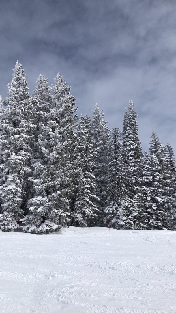 Winter trees in Steamboat Springs Colorado