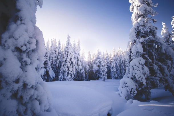 Winter woodland of Northern Finland 