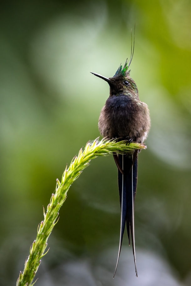 Wire-crested thorntail hummingbird 