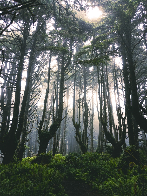 Witch Trees Oregon Coast 