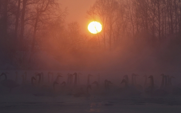 With the air temperature at about - C - F swans swim across a lake heated by hot springs during sunset near the village of Urozhainy Altai region Russia  xpost from rRussiaPics