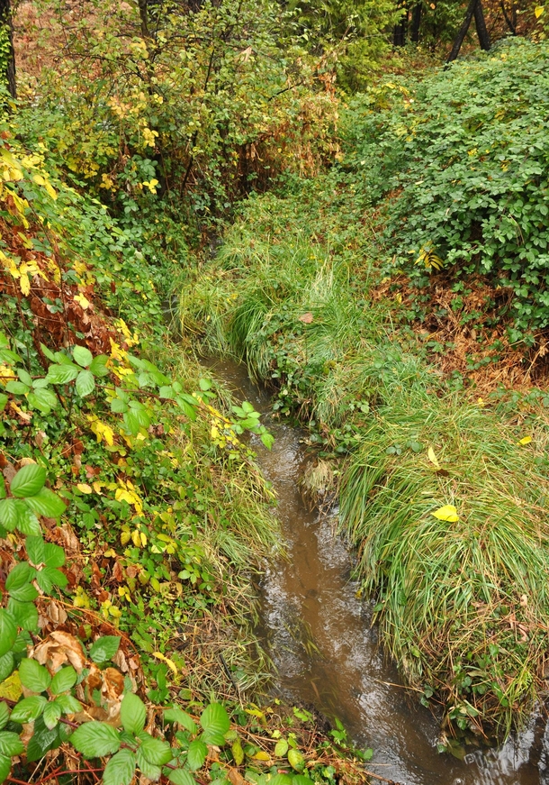 With the start of the rain season in California the seasonal stream next to my house has begun flowing again 