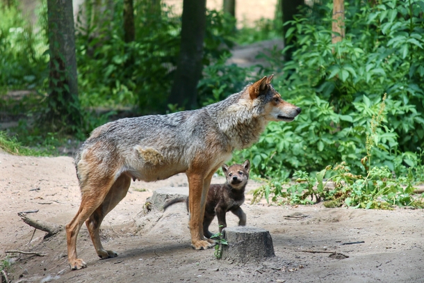 Wolf Mother and pup Photo credit to Manfred Richter
