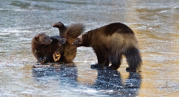 Wolverines playing on ice Gulo gulo  - photo by Antti Leinonen