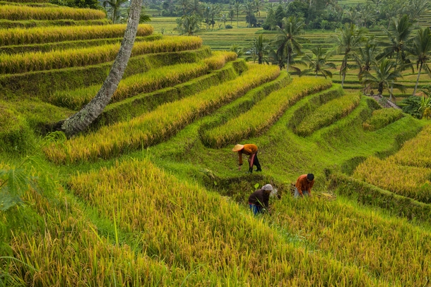 Women harvest rice in Bali 
