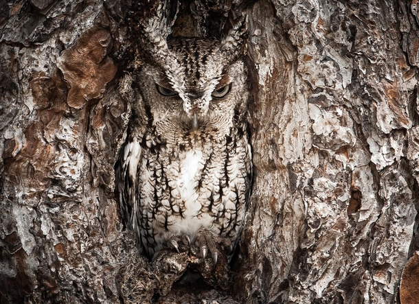 Wonderfully camouflaged Eastern Screech OwlMegascops asio Graham McGeorge 