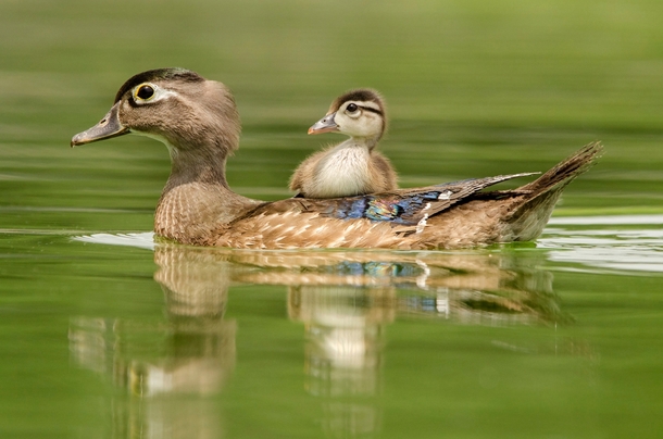 Wood duck Aix sponsa and duckling Peter Brannon 