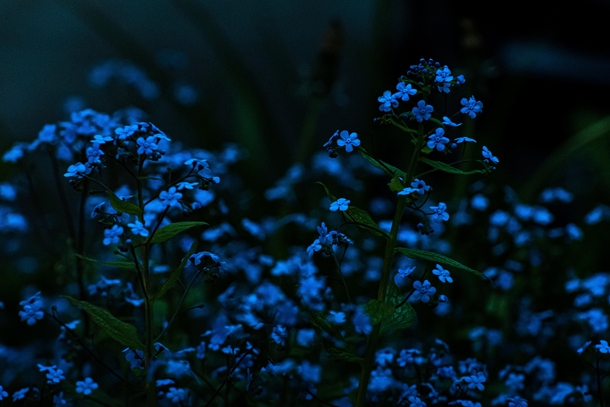 Wood Forgetmenots after dark in the Tongass