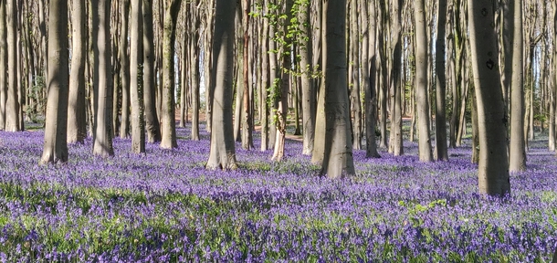 Wood full of bluebells Somerset UK 
