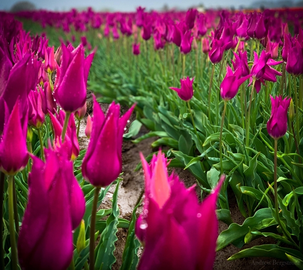 Woodenshoe Tulip Festivle OR OC x