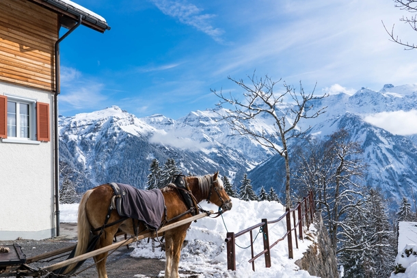 Work horse in the Swiss alps 