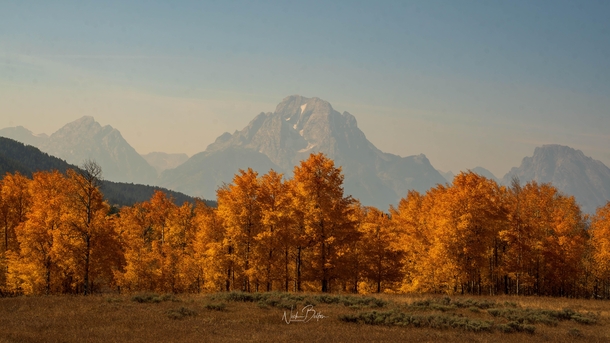 Wyoming - Fall Foliage Explosion  x