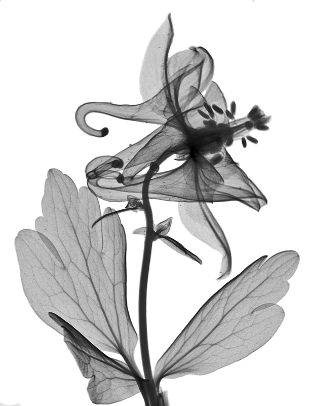 X-ray of common columbine Aquilegia vulgaris wild Norway 