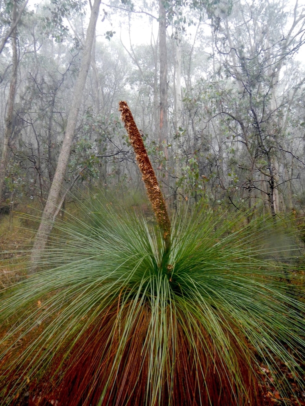 Xanthorrhoea australis Austral Grass-tree Mt Teneriffe VIC Australia