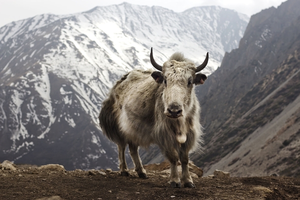Yak Bos grunniens at Letdar on the Annapurna Circuit in the Annapurna mountain range of central Nepal 