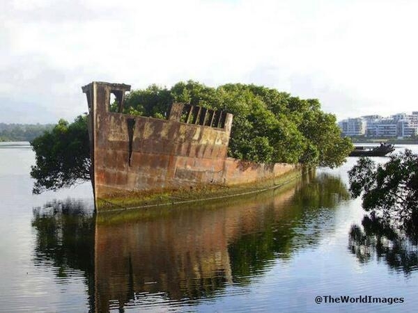 -Year-Old Abandoned Ship is now a Floating Forest 